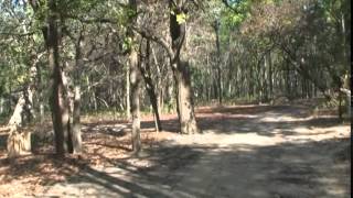preview picture of video 'Jim Corbett Forest'