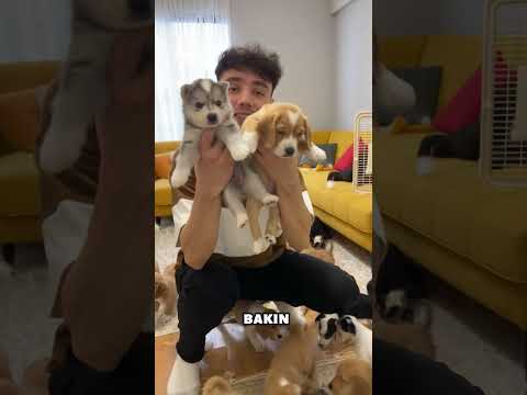 Evime 50 Tane Yavru Köpek Aldım