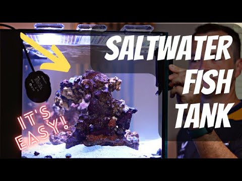 How to Set up a Saltwater Fish Tank!