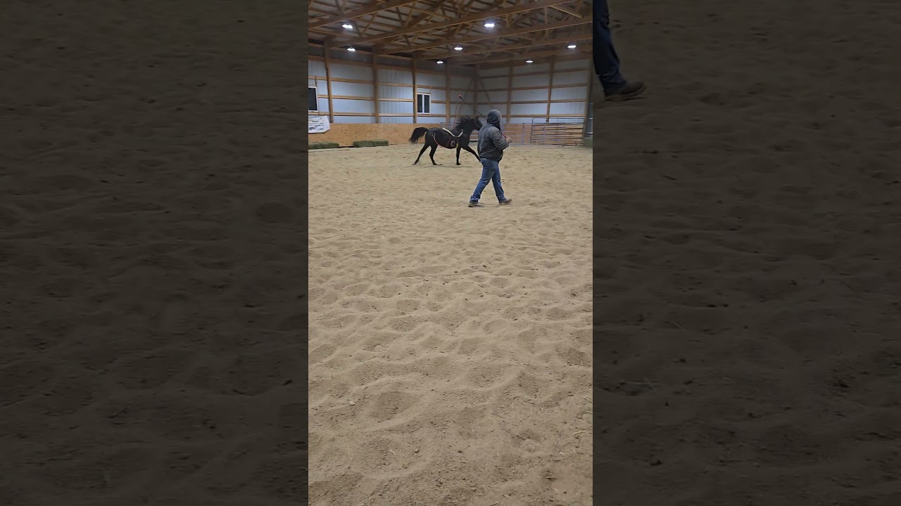 BAM Willies Justa Cowboy — Video 3