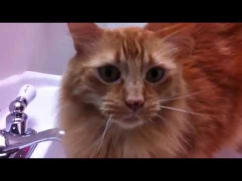 My mute cat Mr. Darcy