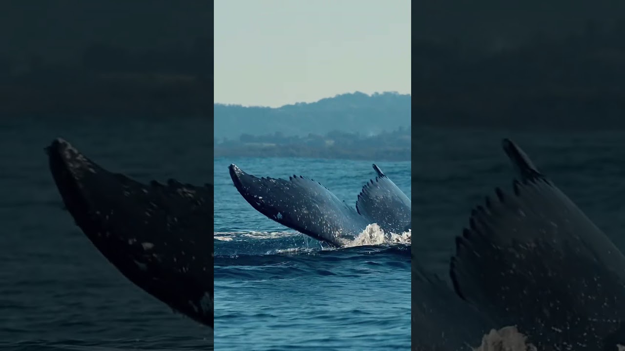 Die sanften Riesen der Meere in Aktion 🐋