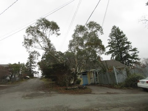 Beautiful Eucalyptus Snow Gum trees on Salt Spring Island