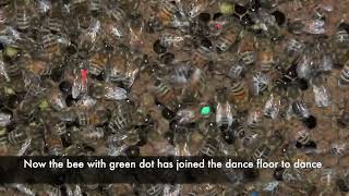 Newswise:Video Embedded complex-learned-social-behavior-discovered-in-bee-s-waggle-dance