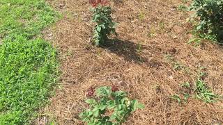 Weed Control In Your Rose Garden