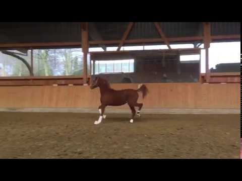 2 jährige Bretton Woods Stute