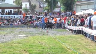 preview picture of video 'Alan Bovaro del bernese Expo-Dog Grottaminarda'