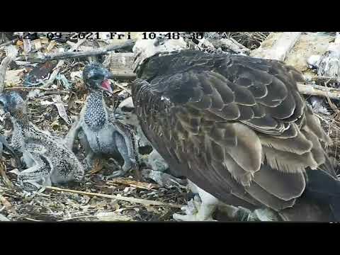 Port_Lincoln Osprey | Mom try to feed chicks but they busy in fight | sibling rivalry | 24.09.2021