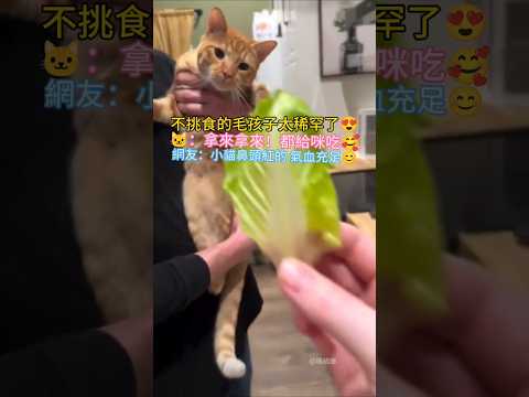 這小貓怎麼啥都吃😍 🐱：給我給我！拿來吧你😋 網友：不挑食也太乖了🥰 #cat #cute #shorts #healing #cutecat