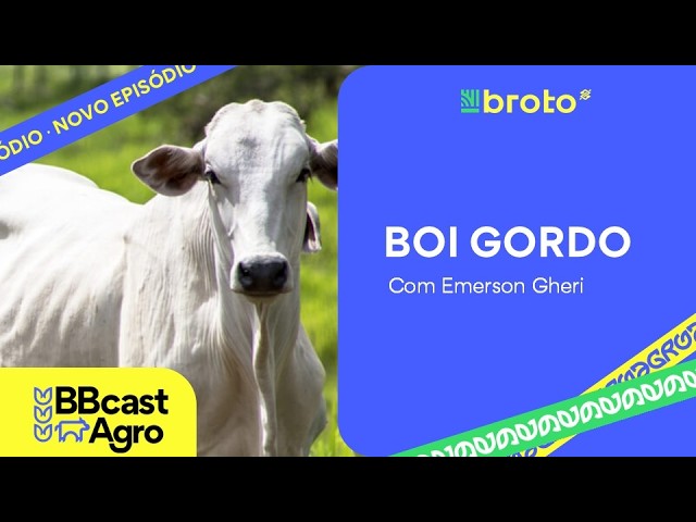 Bovinocultura de Corte: exportações, mercado futuro e perspectivas para a arroba | BBCast Agro