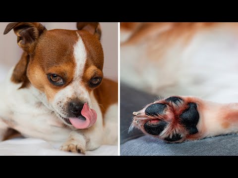 This Is Why Your Dog Is Always Licking His Paws