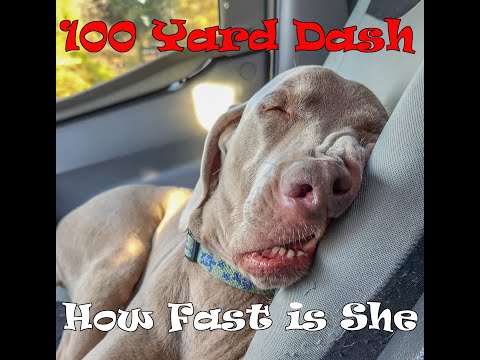 How fast can Shelby (our dog) do the 100 yard dash