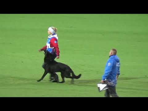 2019 WUSV IGP WM in Modena 77 CZE‐4 JANA GLISNĹKOVÁ  OLEX VIKAR F B85