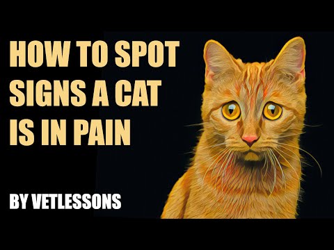 HOW TO TELL IF A CAT'S IN PAIN