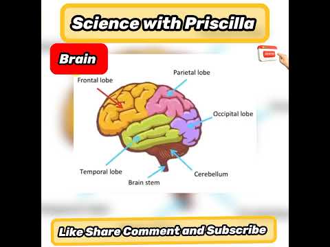 Frontal lobe, Major organ functions👩‍⚕️ & anatomy 👫| Quick & easy learning video #shorts #viral
