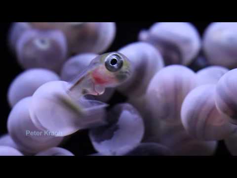 download lagu mp3 mp4 Baby Wolf Eel, download lagu Baby Wolf Eel gratis, unduh video klip Download Baby Wolf Eel Mp3 dan Mp4 Youtube Gratis