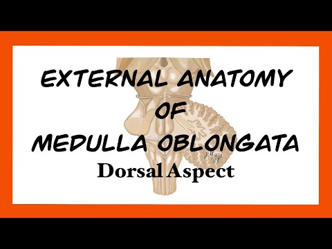 External Anatomy of Medulla Oblongata (Dorsal Aspect)
