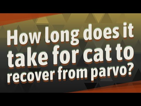 How long does it take for cat to recover from parvo?