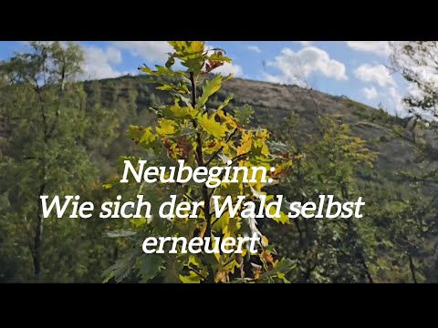 Wald im Wandel – Naturverjüngung und der stille Neubeginn des Waldes 🌱