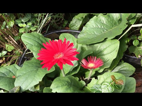 ガーベラの水やりの方法や水やりのメンテナンス時期、冬の屋内鉢土