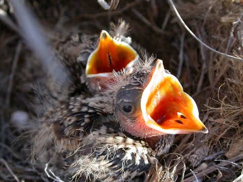 Short clawed Lark nestling begging call