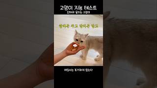 고양이 지능 테스트