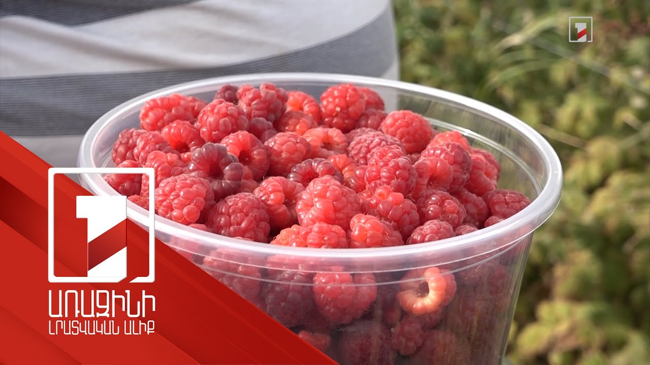 Գյուղատնտեսության աջակցության ծրագրով Արմավիրի Դողս գյուղում ազնվամորու այգի է հիմնվել