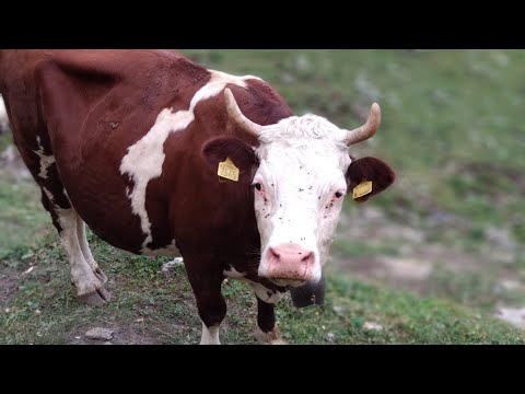 Il margaro sposta da solo una mandria di mucche sugli alpeggi