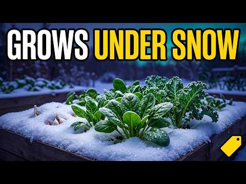 Why You Should Plant These 15 in Fall to Grow Under This Winter