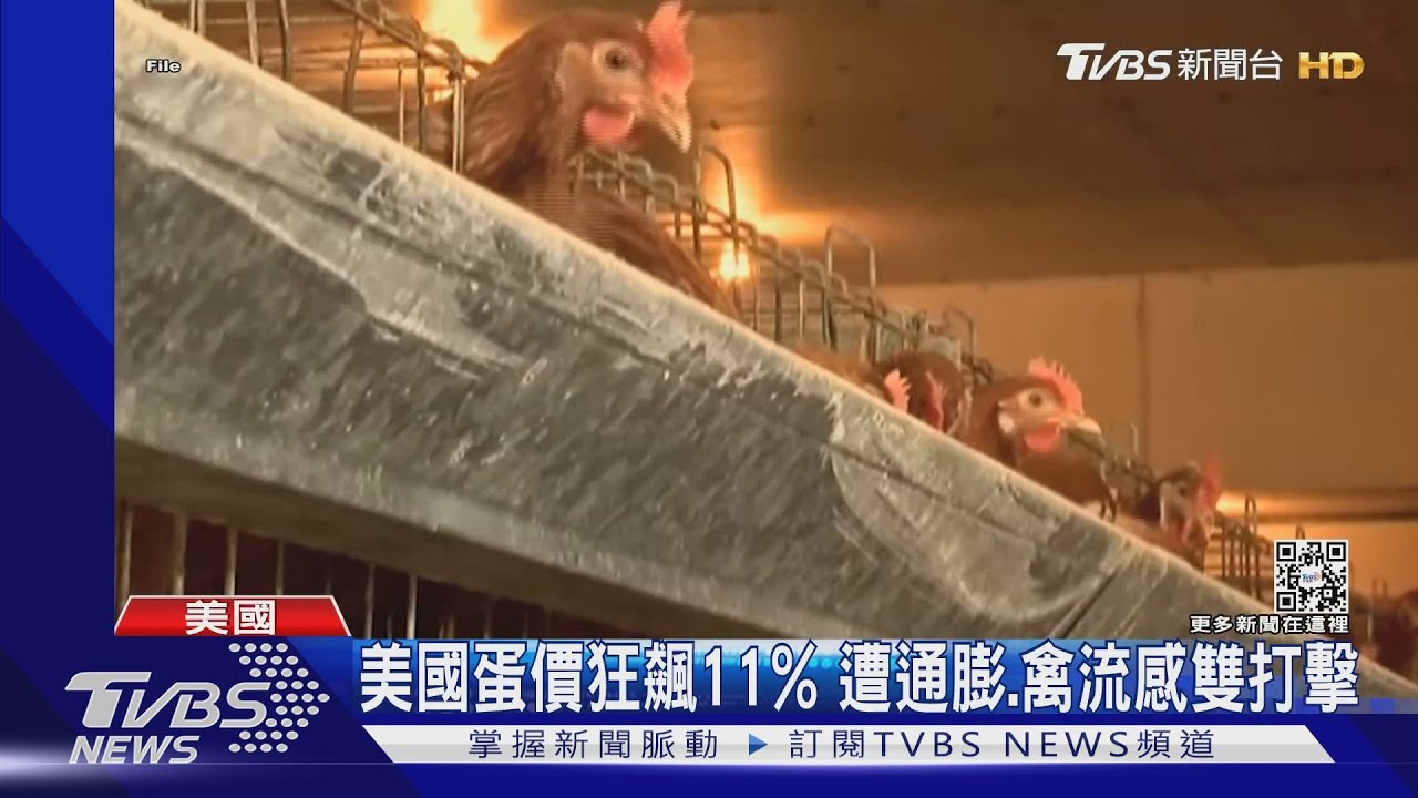 自己養母雞!美蛋價狂飆1顆快30元 受通膨、禽流感雙打擊