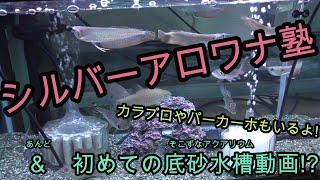 初めて底砂を敷いた水槽を撮ってたら、シルバーアロワナの塾ができた!【熱帯魚,観賞魚,淡水魚,大型魚,アクアリウム,カラプロ,パーカーホ】