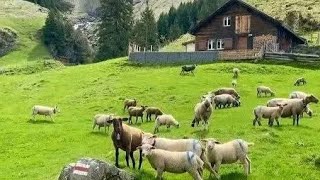 Download lagu https://youtube.com/watch?v=E78Hw7cIJ1M&si=euQp1SuStxn-hytr#foryou #nature #beautiful #viral #love  mp3