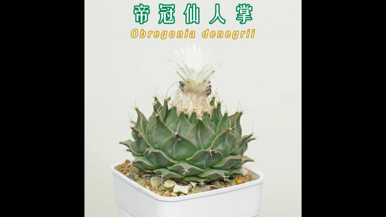 帝冠仙人掌 Obregonia denegrii