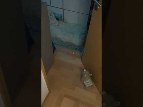 Knapp daneben ist auch vorbei 🙃😸✨