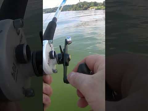 A Big Catfish Caught On A Buddy's Boat Years Ago! #shorts