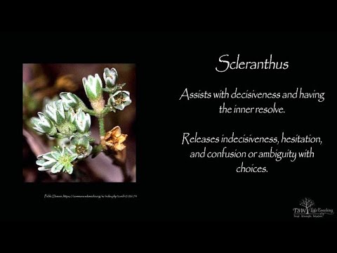 Certainty - Scleranthus