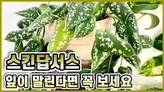 스킨답서스 잎이 말리는 이유와 해결방법!! 우리집 스킨답서스 투어!!