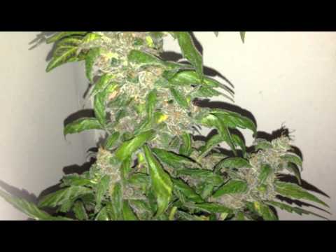 sweet seeds sweet red poison and talk about outdoor disaster!!!!!