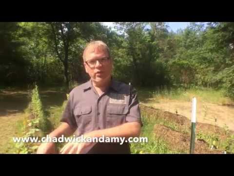 StrawBale Garden 7: Post Planting 6 Week Update
