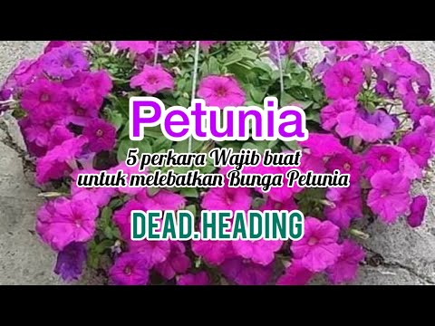 PETUNIA: 5 Perkara Wajib Buat Untuk Melebatkan Bunga Petunia Part 2:2; Dead Heading