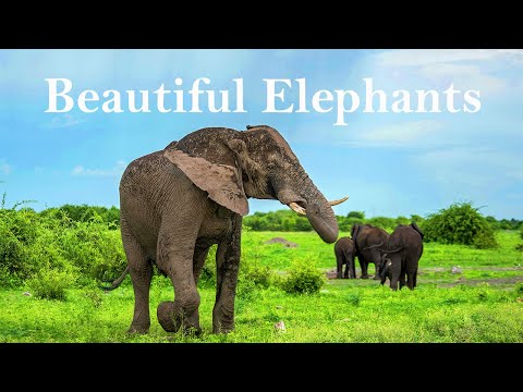 Animals of Beautiful Elephants with Relaxing Music | Season 02 | Life Relaxing Films