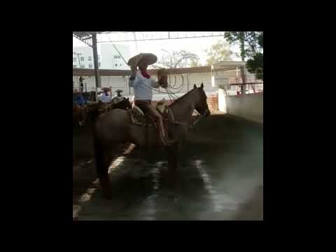 piales jose ortiz 1er lugar pialadero morelia 2017