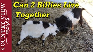 Can two billy goats be in the same pen?  And we named our new goat.