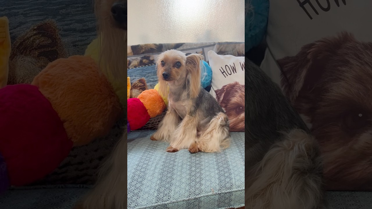 今日の床屋さんは✂︎ #チャオカーネ  #チャオっ子  #チャオおじさんの床屋さん  #ヨークシャーテリア  #ヨーキー