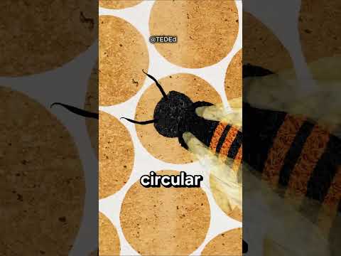 Why Honeybees Love Hexagon Shaped Objects 🤯
