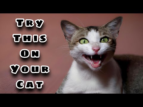 Cat Sounds to attract Cats 🐈🐾 | Cat Sound | Cat Voice (3)