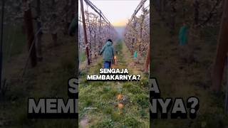 Download lagu You won't find farmers like this in Indonesia. mp3