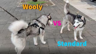 Siberian Husky - Standard vs Wooly Coat