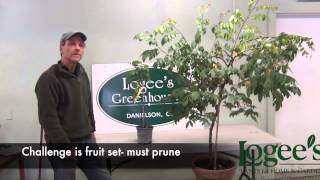 Growing and Pruning Starfruit Part 1 of 2