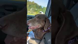 Video preview image #1 - Mix Puppy For Sale in Stratham, NH, USA